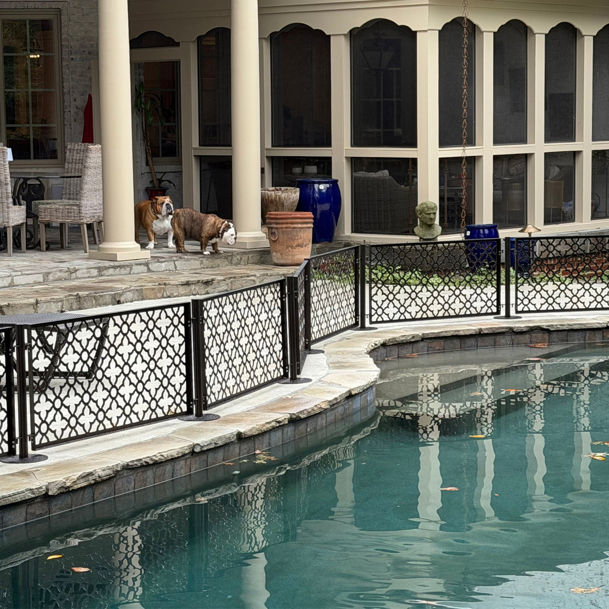 Two English bulldogs kept safely away from the pool by a no drill freestanding metal dog pool fence installed on curved stone coping